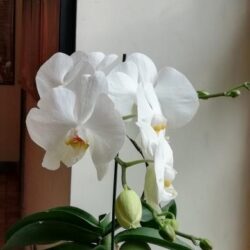 Orchidea - 2019